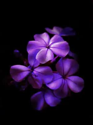 purple flowers in the dark