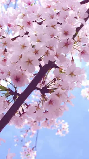 a pink cherry blossom tree with blue sky