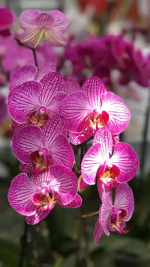 a bunch of orchids in a pot