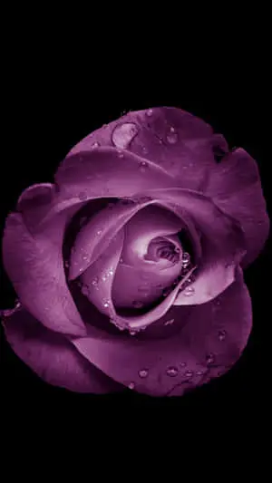 Enjoy the beauty of nature with the Flower Iphone.