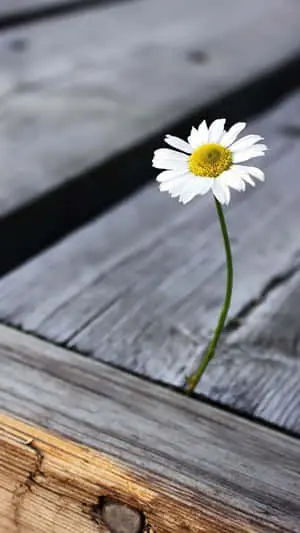 Flower Iphone Small Daisy Flower Picture