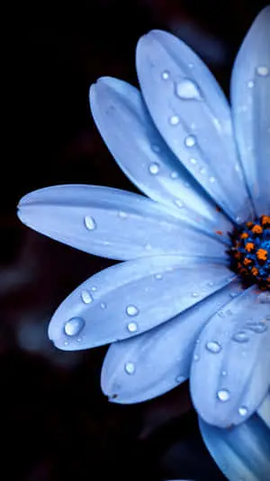 Flower Iphone Blue Common Daisy Picture