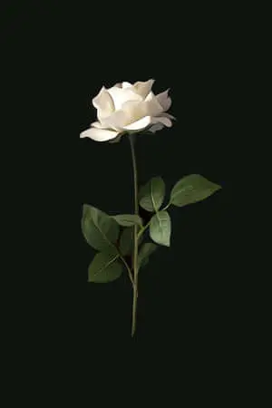 Flower Iphone White Rose Dark Photography Picture