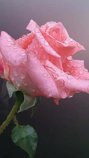 Vibrant Blossom - Exceptional Floral Image for iPhone