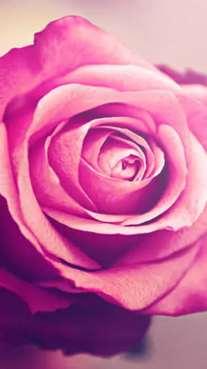 Captivating Floral Glory - A perfect blend of nature and art, this garden-inspired iPhone wallpaper gives your screen an unforgettable visual treat.