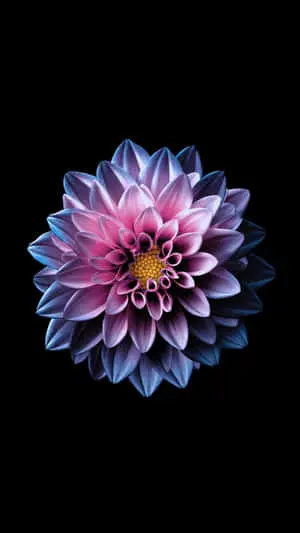 Flower Iphone Dahlia Pinnata Photography Picture