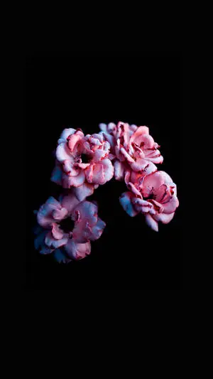 Flowers On Black Background 