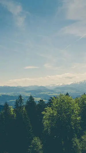 Serene view of treetops in a natural landscape.