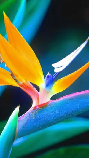 Birds Of Paradise Galaxy Note 4