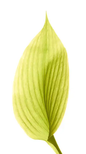 Green Leaf iOS 6 
