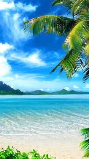 IOS Beach Coconut Tree