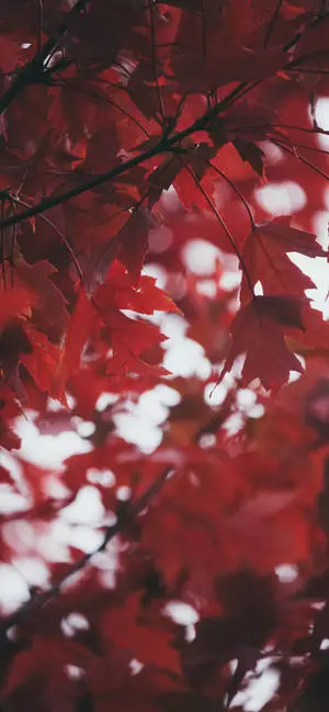 iPhone 11 Pro Red Leaves