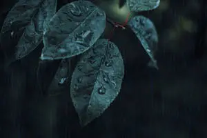 IPhone 4k Leaves Rain