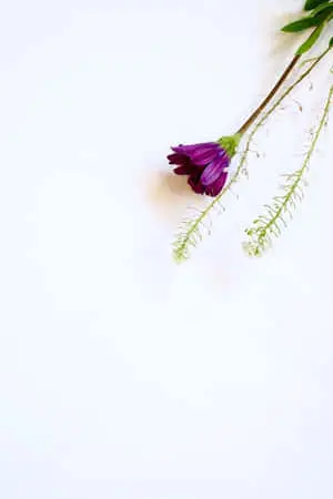 An Artistic Illustration of an Iphone with Flowers  
