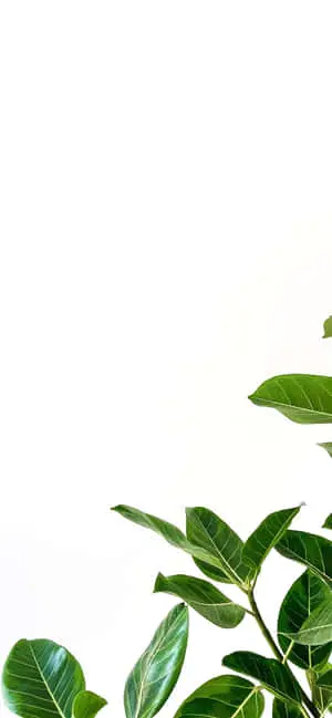 iPhone White Background With Green Leaves