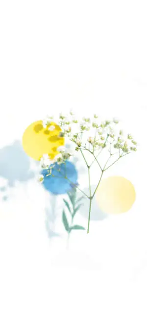 iPhone White Flowers