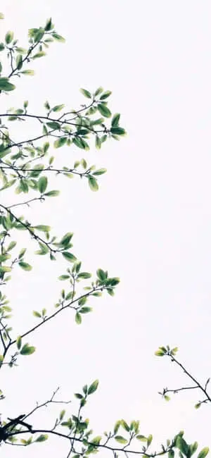 iPhone X Minimal Leaves And White Sky Background