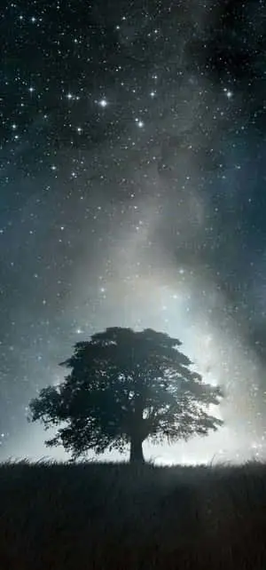 iPhone XR Space Tree Shadow