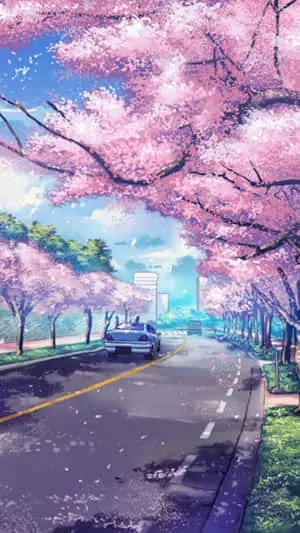 Anime Cherry Blossoms Japanese Iphone