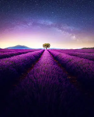 A serene iPhone Landscape showing a blooming lavender field under a vibrant blue sky.