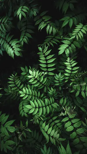 Leaves Iphone Black
