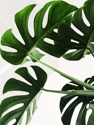 Leaves Iphone White Background