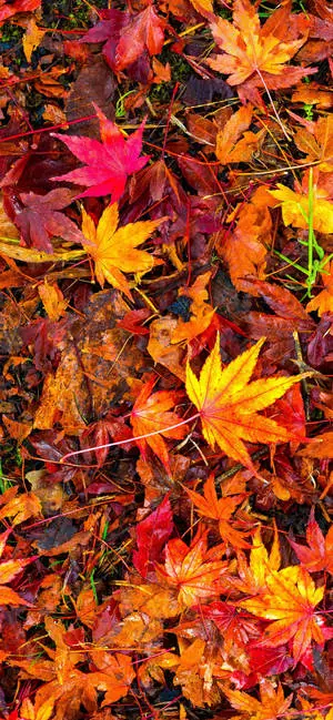 Maple Leaves Fall IPhone