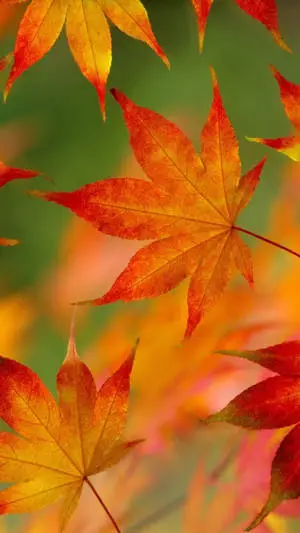 Maple Leaves iOS 6 