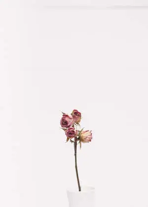 Embracing Simplicity with a Minimalist Flower