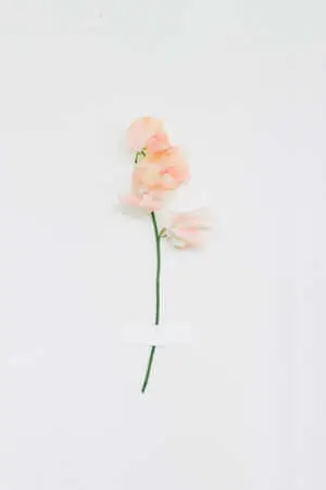 Minimalist Peach Flower
