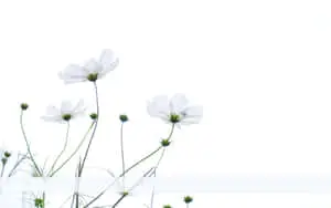 Minimalist White Cosmos Flower