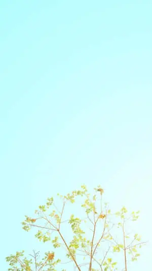Tree Leaves Minimalist Iphone Picture
