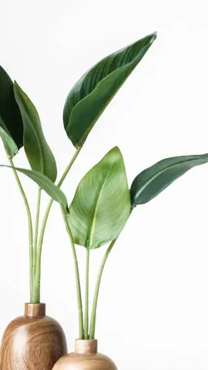 Simplicity Meets Nature - Minimalist Plant in Wooden Vase