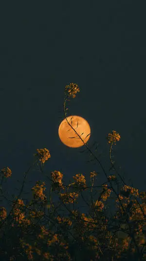 Moon Aesthetic And Flower Iphone
