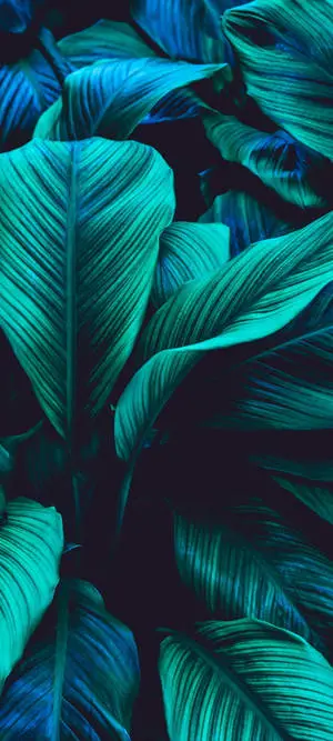 Multicolor Green Leaf