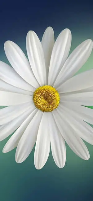 One White Spring Daisy iPhone 