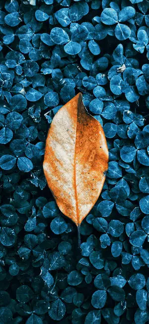  Orange Leaf And Leaves Iphone