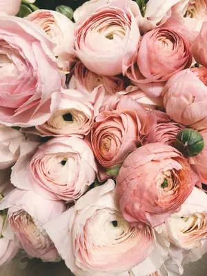 Pale Pink Flowers Background
