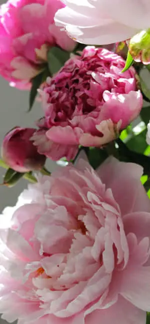 Impressive Chinese Peony iPhone Display