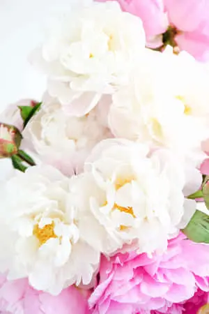 Dazzling White Peony iPhone Display