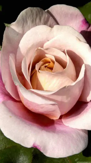 Pink Rose Flower Iphone