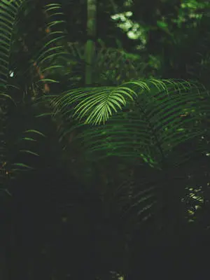 Dark Forest Plant IPhone