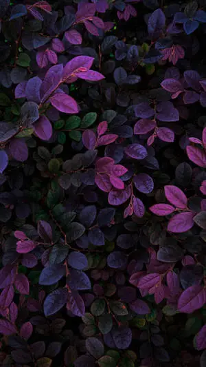 Dark Purple Plant Leaves IPhone