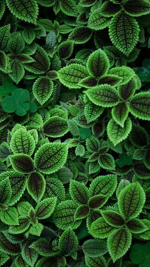 Introducing the revolutionary Plant Phone - Your Smartphone and Garden All in One!