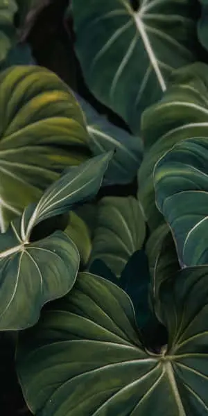The Perfectly Crafted Plant Phone 