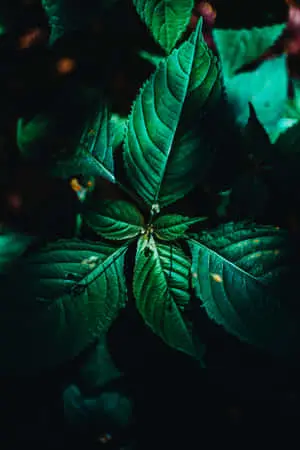 Plant Phone - The Future of Sustainable Technology