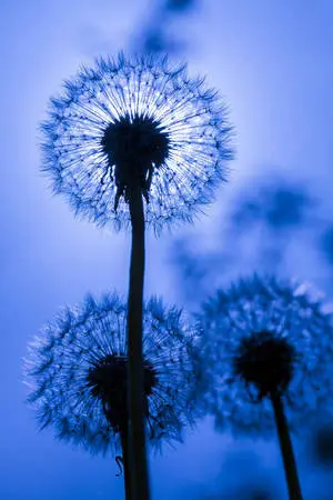 Pretty Dandelion Blue Flower iPhone