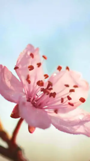 Pretty Pink Flower Iphone