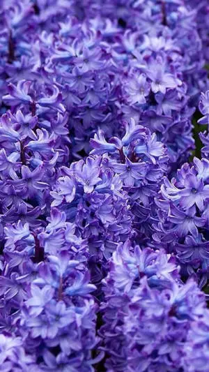 Purple Flower Iphone