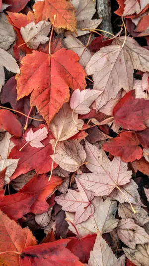 Red Green Maple Leaves Fall IPhone